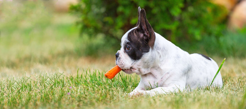 Datos alimenticios: ¿Pueden los perros comer zanahorias? - B A R K 