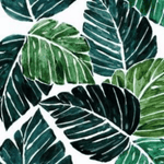 Monstera Leaves - BARK 