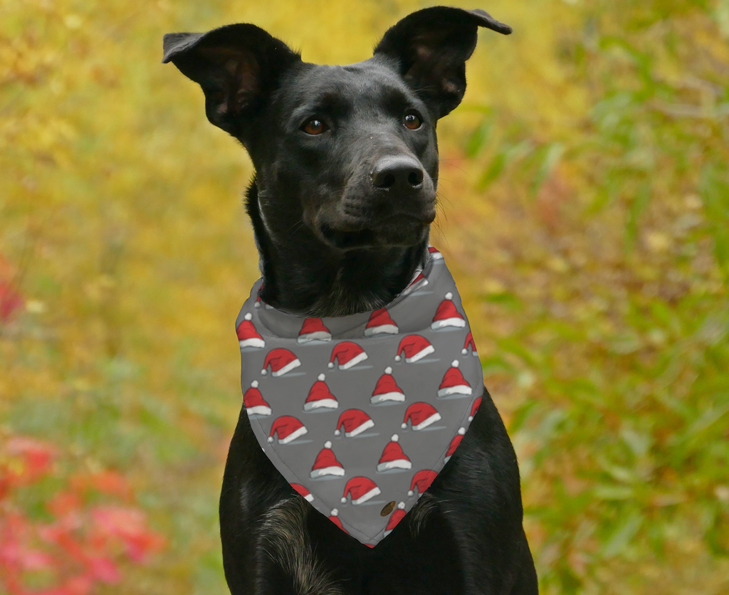 Christmas santa hats on gray - BARK 