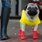 Botas de Caucho - Unlined Wellies - BARK 