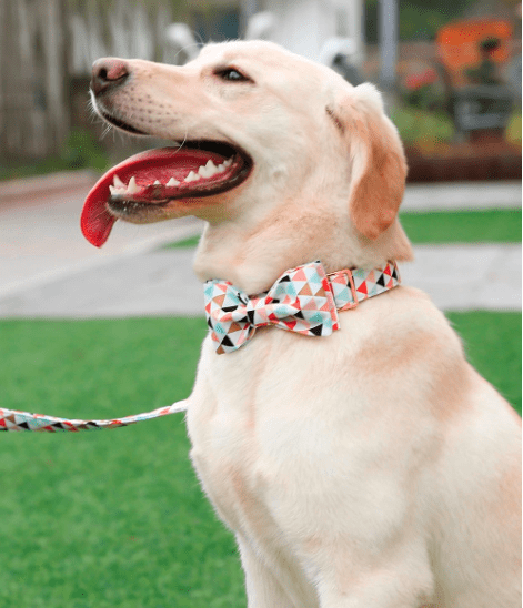 Collar para perros con lazo. Colección Blue - BARK 