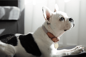Collar de Cuero Stunt Puppy - BARK 